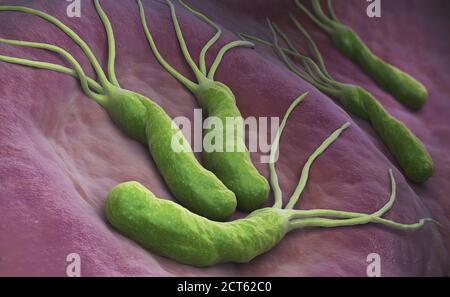 Helicobacter Pylori ist ein gramnegatives, mikroaerophil Bakterium im Magen gefunden. 3D illustration Stockfoto