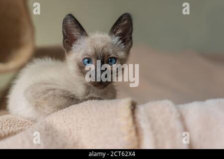Siam Kätzchen versteckt in einem weichen Korb. Reinrassige 2 Monate alte Siamkatze mit blauen mandelförmigen Augen auf beigem Korbhintergrund. Konzepte von Haustieren pla Stockfoto