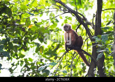 Kapuzineraffen mit weißer Fassade (Cebus albifrons), Monkey Island (Isla de los Monos), Tambopata National Reserve, Peru, Südamerika Stockfoto