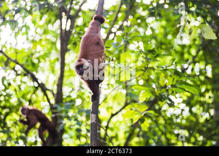 Kapuzineraffen mit weißer Fassade (Cebus albifrons), Monkey Island (Isla de los Monos), Tambopata National Reserve, Peru, Südamerika Stockfoto