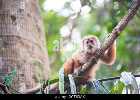 Kapuzineraffen mit weißer Fassade (Cebus albifrons), Monkey Island (Isla de los Monos), Tambopata National Reserve, Peru, Südamerika Stockfoto