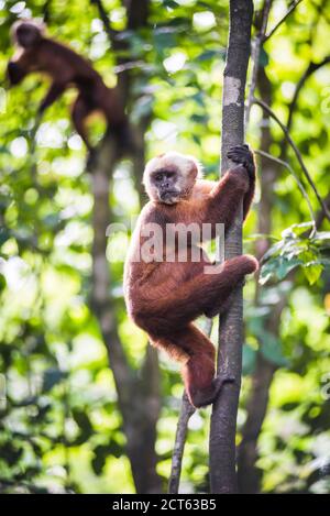 Kapuzineraffen mit weißer Fassade (Cebus albifrons), Monkey Island (Isla de los Monos), Tambopata National Reserve, Peru, Südamerika Stockfoto