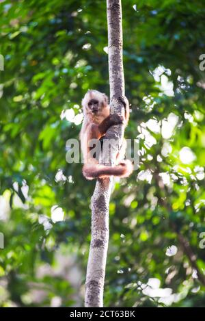 Kapuzineraffen mit weißer Fassade (Cebus albifrons), Monkey Island (Isla de los Monos), Tambopata National Reserve, Peru, Südamerika Stockfoto