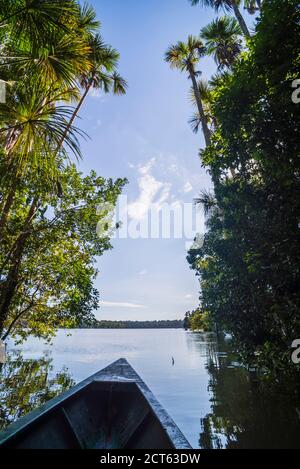 Kanubootfahrt auf dem Sandoval See, Tambopata National Reserve, Amazonas Dschungel von Peru, Südamerika Stockfoto