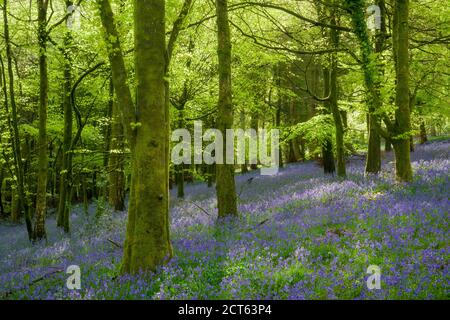 Bluebells im Frühjahr in einem Buchenwald in den Mendip Hills bei Fuller's Hay in der Nähe von Blagdon, North Somerset, England. Stockfoto