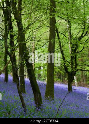 Bluebells im Frühjahr in einem Buchenwald in den Mendip Hills bei Fuller's Hay in der Nähe von Blagdon, North Somerset, England. Stockfoto