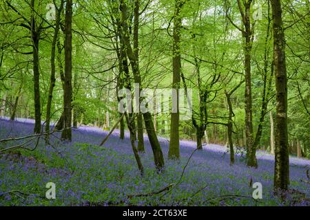 Bluebells im Frühjahr in einem Buchenwald in den Mendip Hills bei Fuller's Hay in der Nähe von Blagdon, North Somerset, England. Stockfoto