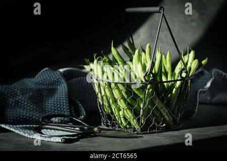 Frisch geerntete Bohnen in einem schönen Drahtkorb auf einem Schwarzer Hintergrund mit einer Schere Stockfoto