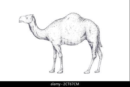 Kamel, Dromedar. Retro-Druck im Vintage-Stil Stock Vektor
