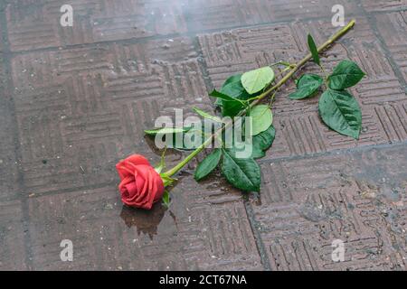 Eine Rose, die auf den Bürgersteig geworfen wird, liegt in einer Pfütze Im Herbst ist es regnerisch Stockfoto