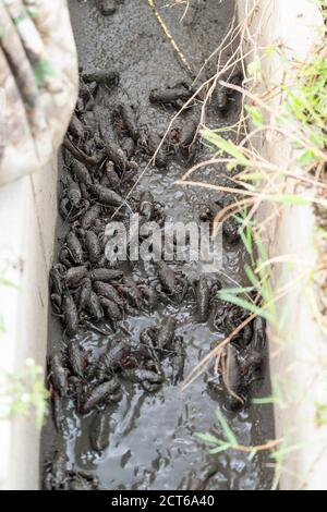 Rote Sumpfkrebse (Procambarus clarkii) in der Wasserstraße des Reisfeldes, Isehara Stadt, Kanagawa Präfektur, Japan gesammelt Stockfoto