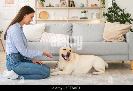 Schöne Frau lehrt ihren Hund im Wohnzimmer Stockfoto