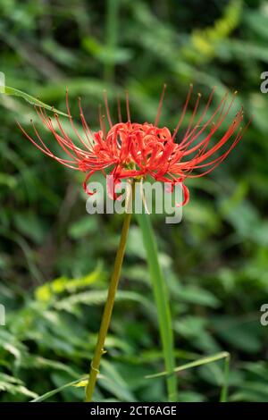 Rote Spinnenlilie (Lycoris radiata), Stadt Isehara, Präfektur Kanagawa, Japan Stockfoto