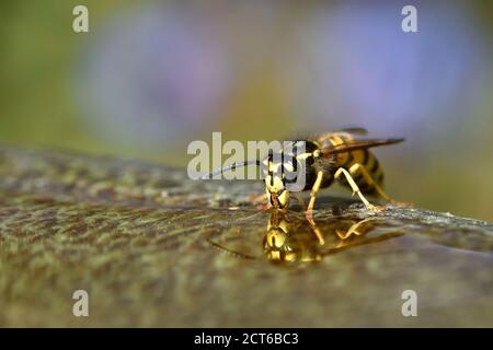 Gemeine Wespe (Vespula vulgaris) Trinkwasser aus einem Garten Vogelbad Stockfoto