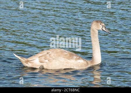 Juvenile Stumme Schwan oder Cygnet auf Wasser. Der Vogel ist überwiegend grau, beginnt aber weiß zu werden. VEREINIGTES KÖNIGREICH. Cygnus olor, Wasservögel, Anatidae Stockfoto