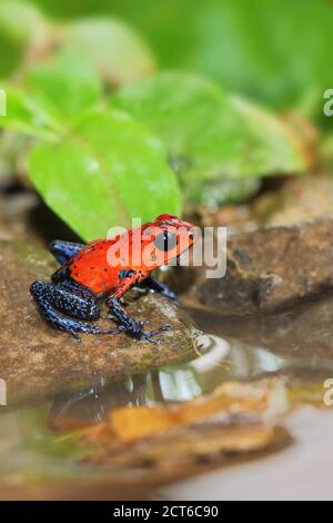 Giftiger Dart Frosch auf einem Felsen sitzend, mit einer Spiegelung im Wasserbecken Stockfoto