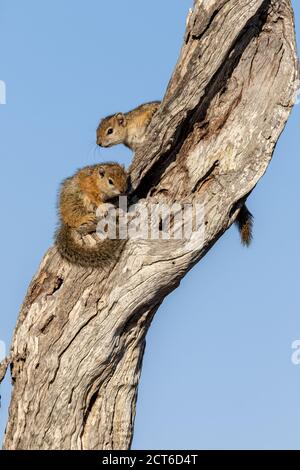 Zwei Eichhörnchen, Paraxerus cepapi, sitzen zusammen auf einem Baumstamm vor blauem Himmel Hintergrund. Stockfoto