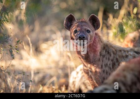 Eine gefleckte Hyäne, Crocuta crocuta, mit Blut bedeckt sein Gesicht, direkter Blick. Stockfoto