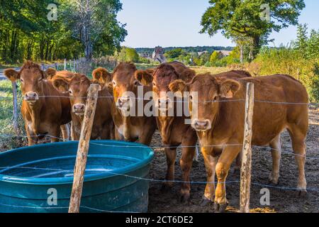 Herde junger Jersey-Rinder in der Vienne, Frankreich. Stockfoto