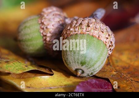 Nahaufnahme von zwei grünen Eicheln auf Herbstblättern Stockfoto