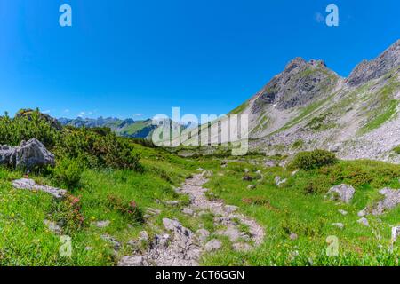 Wanderweg, Alpenrosenblüte (Rhododendron), Koblat am Nebelhorn, hinter der Hindelanger Klettersteig, Allgäuer Alpen, Allgäu, Bayern, Deutschland, EU Stockfoto