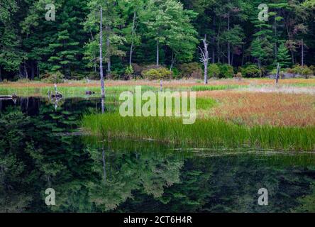 Bllings Fields Pond ist ein kleiner Feuchtgebiet Teich auf Pennsylvania State Wildland, das für Wildtiere Lebensraum magged ist. Es befindet sich im Pocono Mountai Stockfoto