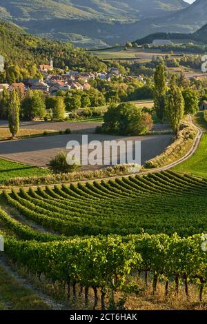 Weinberge und das Dorf Valserres im Herbst. Weingut und Weinreben in den Hautes-Alpes (05), Avance Valley, Alpen, Frankreich Stockfoto