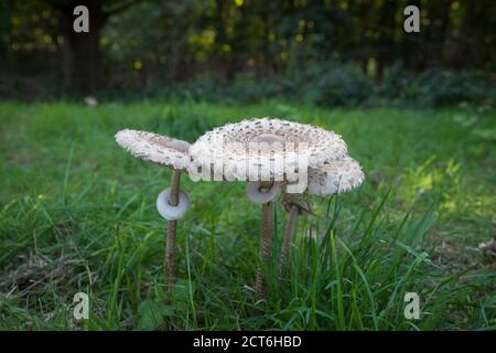 Ein Trio von Parasolpilzen. Ein essbarer und häufiger Pilz, der in gemäßigten Regionen gefunden wird. Stockfoto