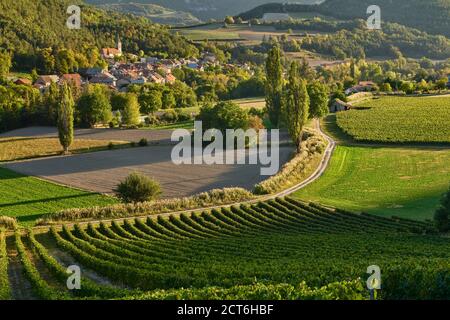 Weinberge und das Dorf Valserres im Herbst. Weingut und Weinreben in den Hautes-Alpes (05), Avance Valley, Alpen, Frankreich Stockfoto