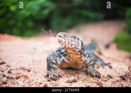 Überwachen Sie Minneriya Nationalpark Echse flicking ihre Zunge, zentrale Provinz von Sri Lanka, Asien Stockfoto