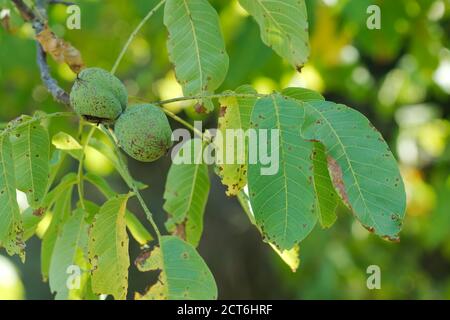 Reifende Walnüsse auf Junglans Baum in der Herbstsaison.. Stockfoto