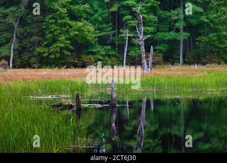 Bllings Fields Pond ist ein kleiner Feuchtgebiet Teich auf Pennsylvania State Wildland, das für Wildtiere Lebensraum magged ist. Es befindet sich im Pocono Mountai Stockfoto