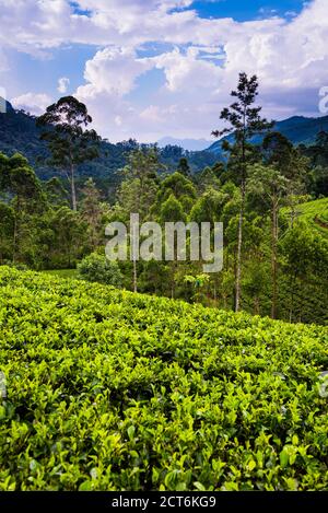 Teeplantage in der "Tee-Land", aka "Bergland" von Sri Lanka Hochland, Nuwara Eliya District von Sri Lanka, Asien Stockfoto