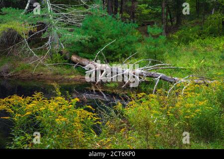 Bllings Fields Pond ist ein kleiner Feuchtgebiet Teich auf Pennsylvania State Wildland, das für Wildtiere Lebensraum magged ist. Es befindet sich im Pocono Mountai Stockfoto