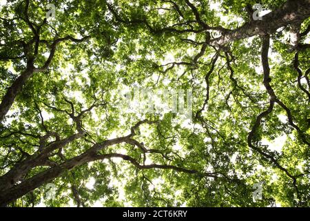 London Plane Baum grünes Blatt Baldachin Hintergrund mit einem abnehmenden Perspektivische Stock Foto imag Stockfoto