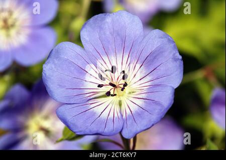 Geranium Rozanne 'Gerwat' eine Sommerfrühling blau lila Blume Pflanze Allgemein bekannt als Cranebill Stockfoto