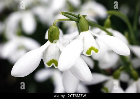 Galanthus 'S. Arnott' snowdrop eine weiße Winterfrühlingsblütenpflanze, die oft in frühen Frühlinggärten gefunden wird Stock Foto Bild Stockfoto