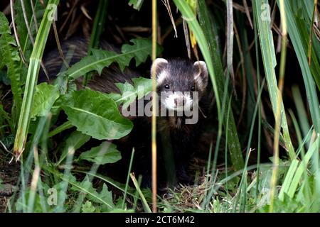 Iltis Stockfoto