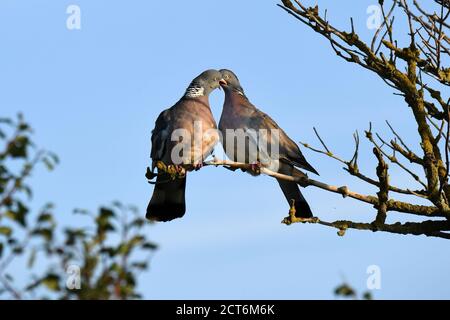 Ringeltaube Stockfoto