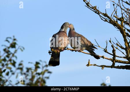 Ringeltaube Stockfoto