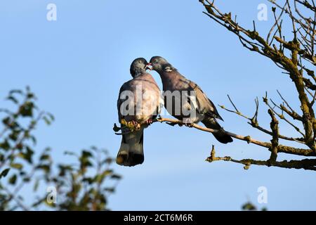 Ringeltaube Stockfoto