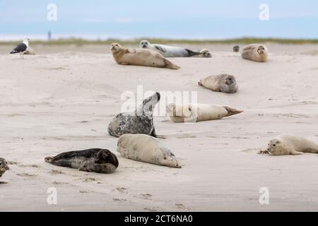 Seehunde (Phoca vitulina) und Graurobben (Haloerus grypus) auf einer Sandbank im wattenmeer auf der ostfriesischen Insel Juist, Deutschland. Stockfoto