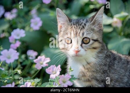 Porträt eines jungen tabby Kätzchen fotografiert draußen in einem Garten mit Laub und Blumen Stockfoto