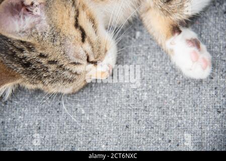 Nahaufnahme eines schlafenden jungen tabby Kätzchens mit Kopierraum. Von oben fotografiert. Speicherplatz kopieren. Stockfoto