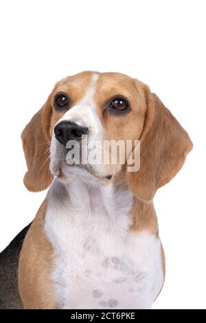 Porträt eines Beagle-Hundekopfes, der isoliert auf weißem Hintergrund sitzt Stockfoto