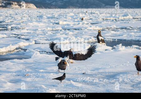 Stellers Seeadler (Haliaeetus pelagicus) versammeln sich in der Nähe der Halbinsel Shiretoko (Hier Rausu) Während der Wintermonate zusammen mit dem Drift Eis Stockfoto