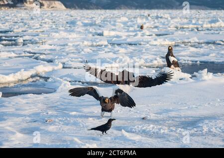 Stellers Seeadler (Haliaeetus pelagicus) versammeln sich in der Nähe der Halbinsel Shiretoko (Hier Rausu) Während der Wintermonate zusammen mit dem Drift Eis Stockfoto