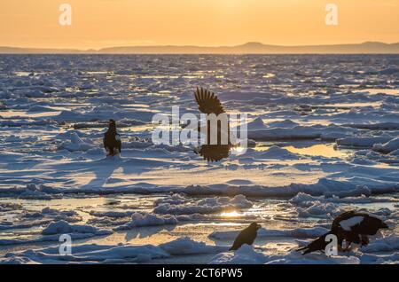 Stellers Seeadler und Seeadler versammeln sich auf dem Drift-Eis nahe der Küste von Rausu im Shiretoko National Park, Hokkaido, Japan Stockfoto