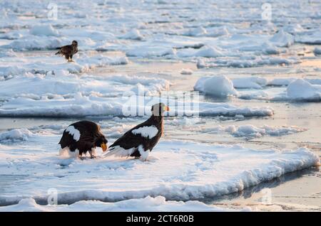 Stellers Seeadler (Haliaeetus pelagicus) versammeln sich in der Nähe der Halbinsel Shiretoko (Hier Rausu) Während der Wintermonate zusammen mit dem Drift Eis Stockfoto