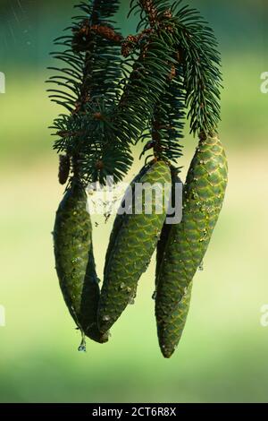 Nahaufnahme von natürlichen Tannenzapfen mit tropfendem Harz. Stockfoto